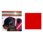 13SFC07REDSS